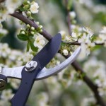 Black shears pruning a fruit tree